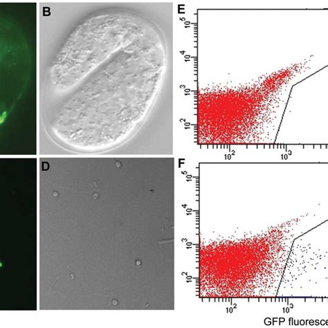 Gfp Tagged Embryonic Muscle Cells Purified By Facs Myo 3gfp