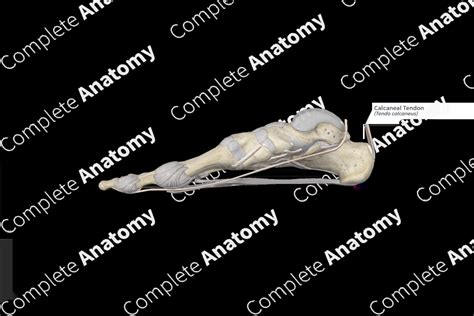 Calcaneal Tendon | Complete Anatomy