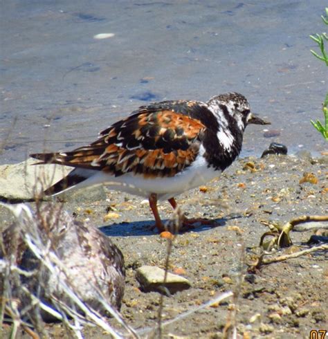 Ruddy Turnstone Ave Charadriiformes Cuba Biodiversity All