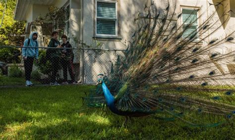 Kevin The Rockridge Peacock Is Oaklands Newest Iconic Bird