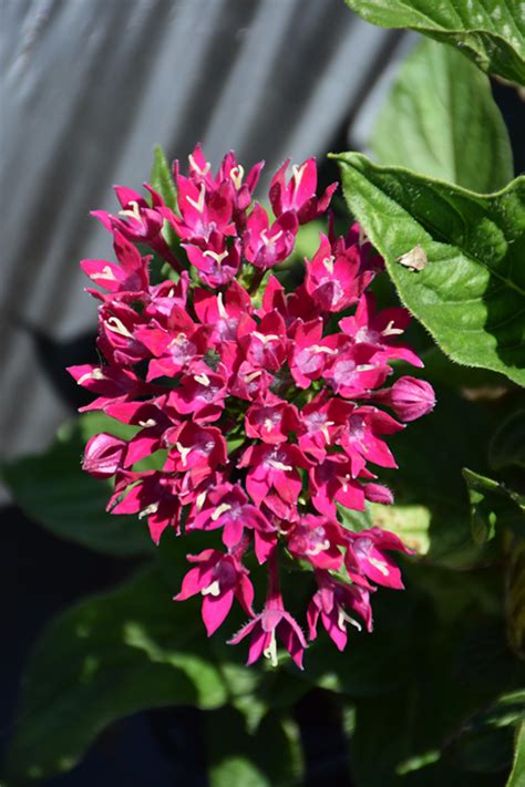 Starcluster Violet Star Flower (Pentas lanceolata 'Starcluster Violet') in Orange County, CA ...