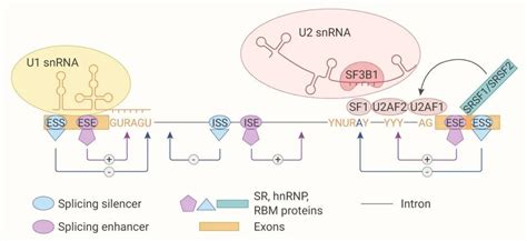 Rna Medchemexpress