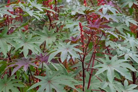 Ricinus Communis The Castor Bean Or Castor Oil Plant Stock Photo