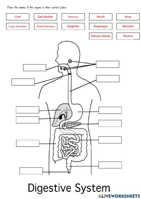 Digestive system exercise for Grade 6 Digestive System Anatomy, School ...