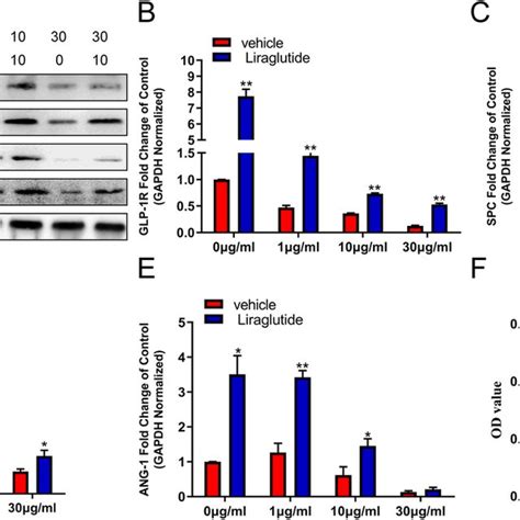 Liraglutide Exerted Its Function Through GLP 1R And CAMP Pathway