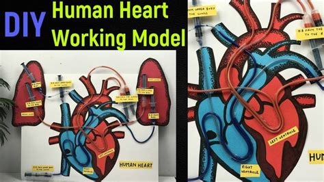 Heart Working Model Human Heart Working Model Science Project Model