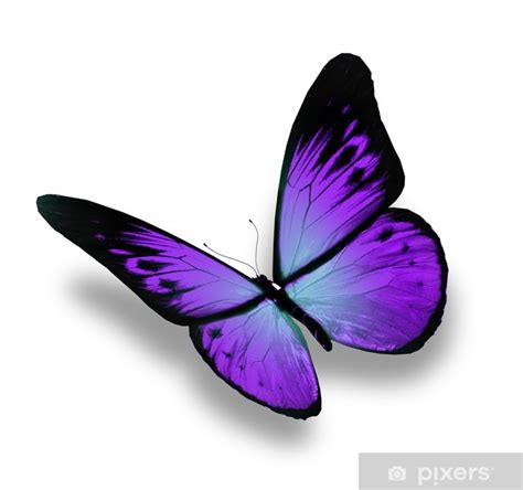 Poster Violet butterfly flying, isolated on white background - PIXERS.US