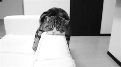 sleepy cat gifs | WiffleGif