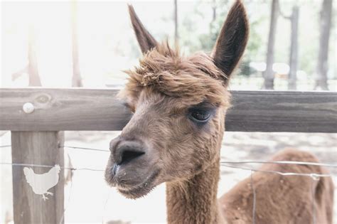 What Does Alpaca Meat Taste Like? — Farm & Animals