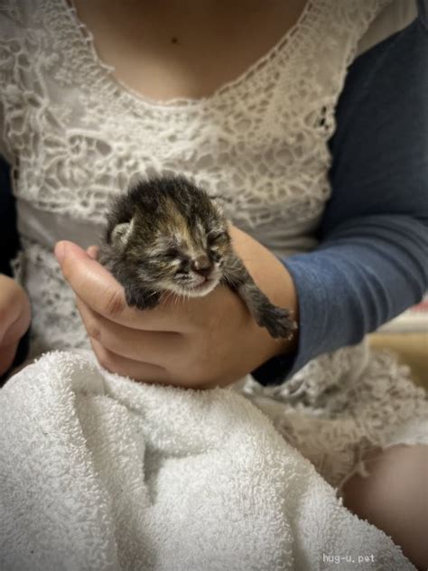 【猫の里親募集】静岡県・雑種・生まれたての子猫（id2207 00124）｜ハグー みんなのペット里親情報