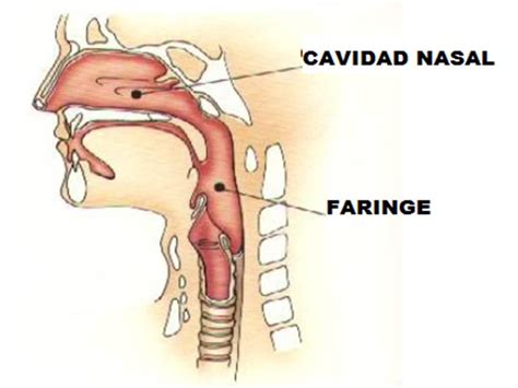 Papi Conducir Carteles Anatomia De Faringe Y Laringe Injerto Melancol A