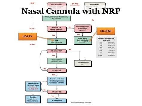 Ram Cannula Size Chart | Labb by AG