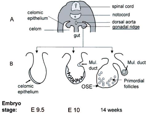 Pdf Somatic Stem Cells Of The Ovary And Their Relationship To Human