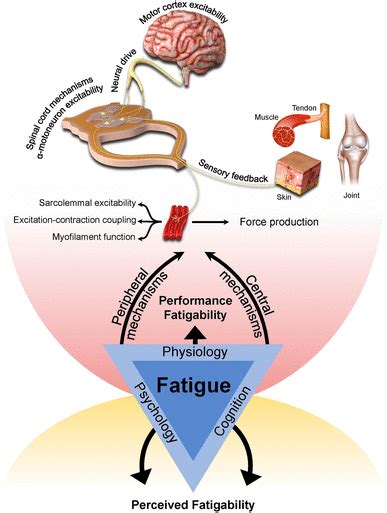 Muscle Fatigue Diagram