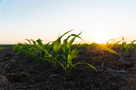 campo de maiz de plantas jovenes de maiz  sol de puesta de sol campo