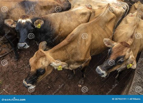 Herd Of Jersey Dairy Cattle In The Confinement Of A Dairy Farm Stock