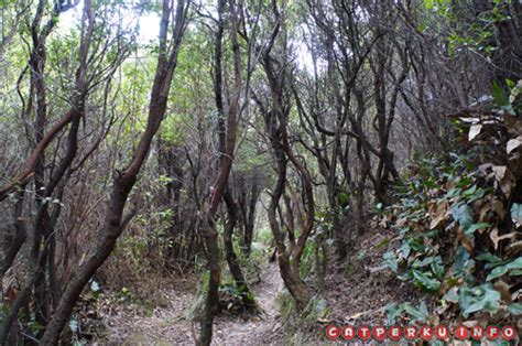 Panduan Wisata Gunung Papandayan Untuk Pendaki Pemula