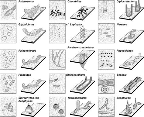 Schematic Representation Of Biogenic Sedimentary Structures Described