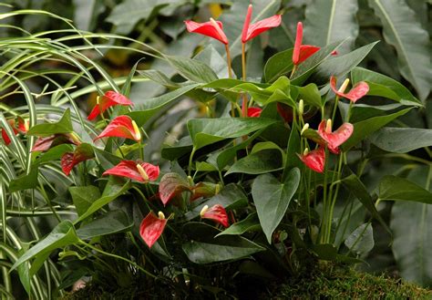 Anthurium Planter Et Entretenir Ooreka