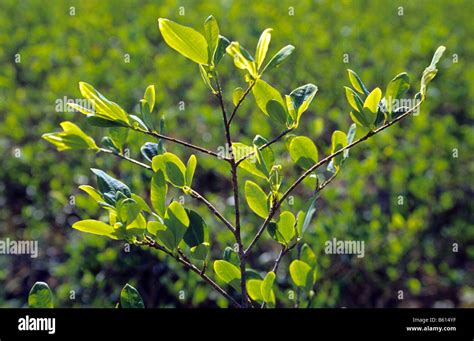 Coca Plant For Traditional Use Los Yungas Bolivia Stock Photo Alamy