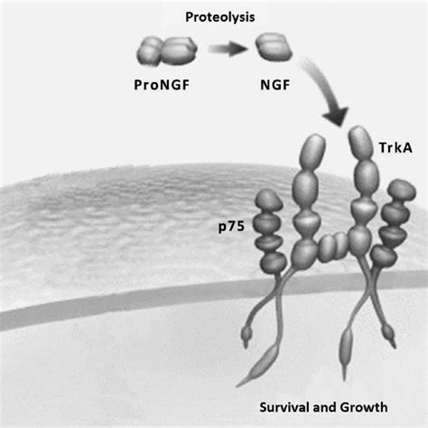 Schematic Model That Illustrates High Trka And Low P Affinity