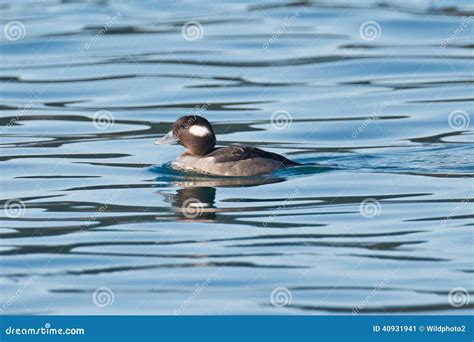 Female Bufflehead Duck Swimming Stock Image Image Of Bufflehead