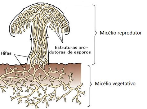 Meu Caderno De Reino Fungi Meu Caderno De Biologia