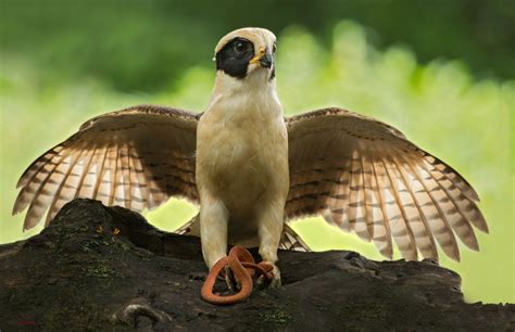 Laughing Falcon. Birds of Costa Rica. Photo by Chris Jimenez. | Aves ...