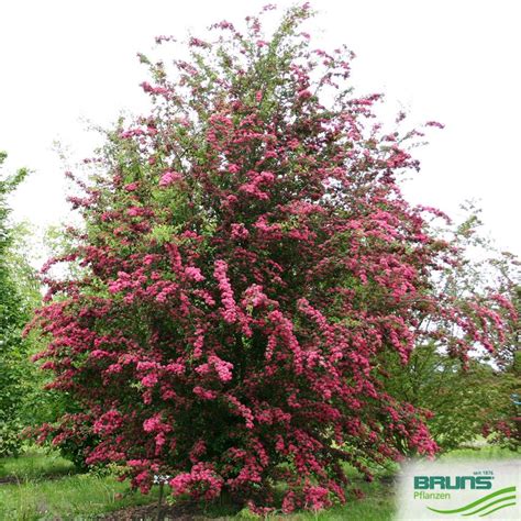 Crataegus Laevigata Paul S Scarlet Echter Rotdorn Von Bruns Pflanzen