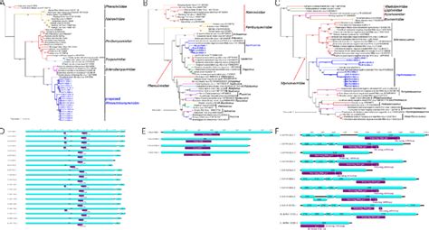 Ml Phylogenetic Trees Based On The Rdrp Regions And Genome Organization