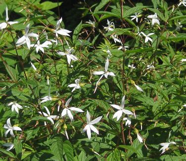 Gillenia Porteranthus Trifoliata Bowman S Root From Pleasant Run Nursery