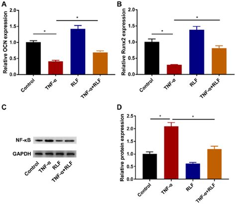 RLF regulated the osteogenesis related genes and the NF κB pathway