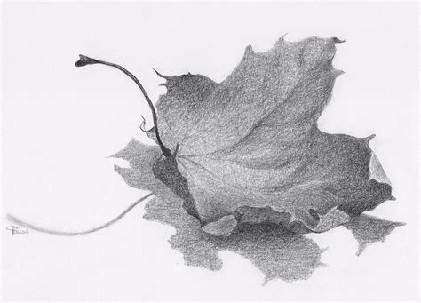 Precious An Delicate Graphite Pencil Drawings On Behance