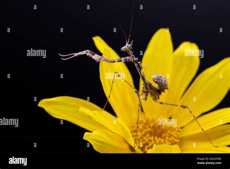 Tricolor Flower Mantis