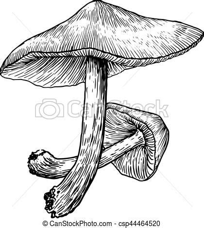 Mushroom Illustration Drawing Engraving Illustration Mushroom