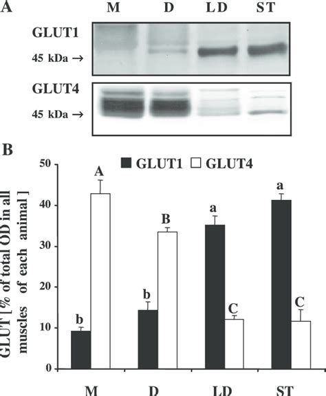 Glut1 And Glut4 Contents Of Bovine Skeletal Muscle Means Se N 6 A