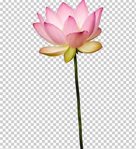 Nelumbo Nucifera Cut Flowers Plant Stem Petal PNG Clipart 26 March