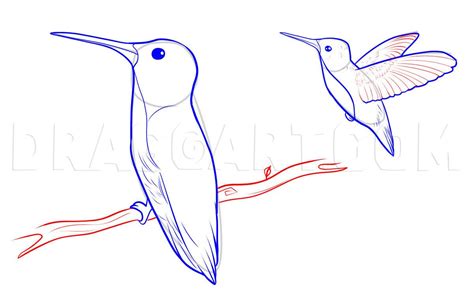 How To Draw Hummingbirds Step By Step Drawing Guide By Dawn