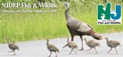 Report Brood Sightings To The NJDEP Fish Wildlife