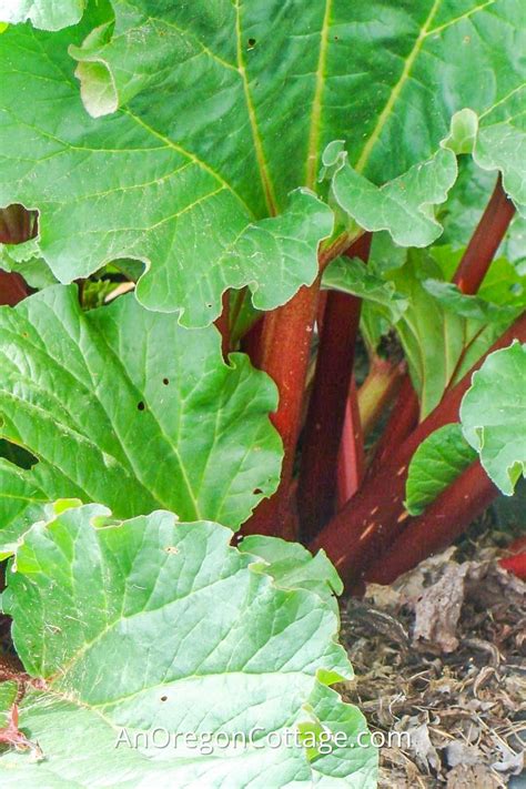 The Ultimate Rhubarb Guide Grow Harvest Cook Preserve An Oregon