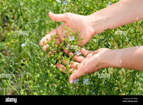 Female Hands Hold Flax Plants With Flowers Against The Background Of A