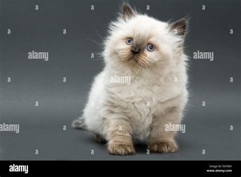 Cute British Kitten Colorpoint Longhair Studio Shot Stock Photo Alamy