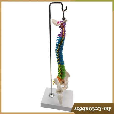 [ Spine Model 45cm Life Size Model With Vertebrae Nerves Arteries