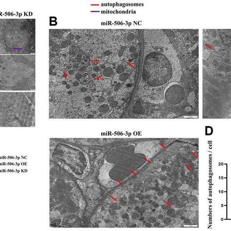 Effect Of MiR 506 3p On Autophagy A Mitochondria In Kidney Tissues