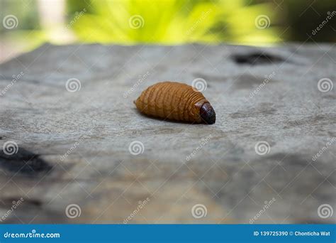 Red palm weevil larvae stock photo. Image of chrysalid - 139725390