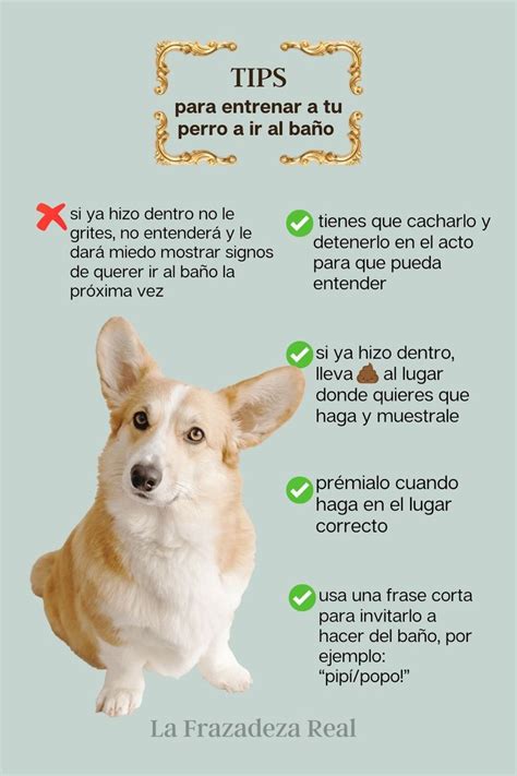 TIPS para entrenar a tu perro a ir al baño en 2024 Consejos para