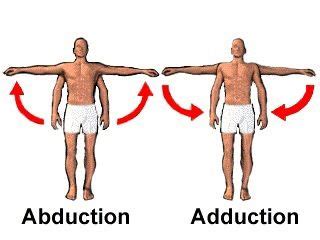 Abduction & Adduction: abduction (movement of a bone away from the ...