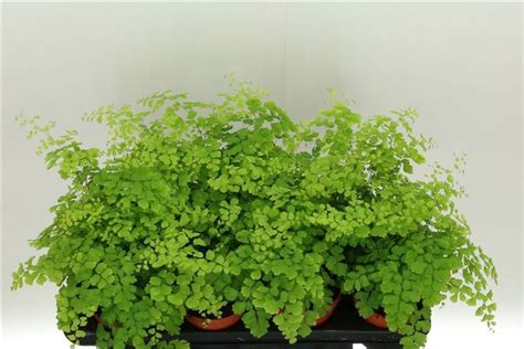 Adiantum Fragrans