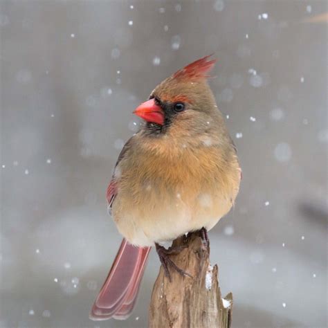 Female Cardinal | Bird photos photography, Pet birds, Bird photo