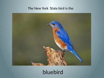 New York State Symbols by Judy Stoddard | Teachers Pay Teachers